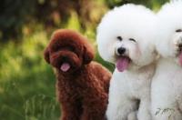 关于巨型贵宾犬身高的标准，身高够标准是多少？ 中型贵宾犬和巨型贵宾区别
