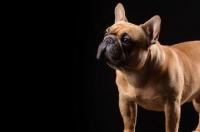法国斗牛犬说说？ 法国斗牛犬的优点和缺点