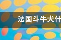 什么样的法国斗牛好，血统纯正一些？ 法国斗牛犬什么颜色最正宗