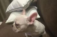 有人熟悉波士顿梗犬的特点吗 波士顿梗犬自家繁殖