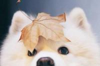 萨摩耶犬的性格？ 萨摩耶性格和智商