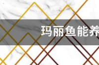 我的的480*250*455的鱼缸。养了9条银玛丽、2条黑玛丽，2条虎皮，7条孔雀鱼，一条月光鱼。还想买点鱼，感觉？ 草缸养玛丽鱼必死