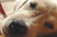 犬瘟的症状是什么样的？ 狗犬瘟热症状
