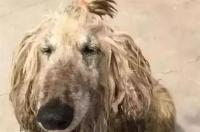 阿富汗犬好养吗 阿富汗犬上海可以养吗