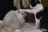 宠物店有卖猫吗多少钱只啊？ 宠物店买只猫要多少钱