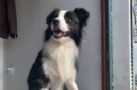 什么颜色的边境牧羊犬最贵？ 边境牧羊犬哪种颜色最贵