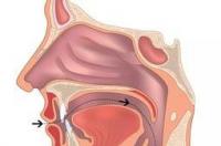 throat是什么意思 throat