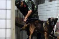 怎么把狗狗驯养成军犬？？？ 军犬怎么训练
