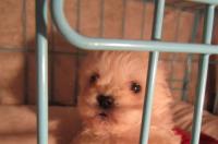 比熊犬多少钱一只？ 一只比熊狗最便宜多少元