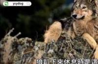 哈士奇和狼的区别到底有多大？ 狼和哈士奇的区别搞笑