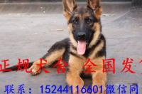 赛季德国牧羊犬一只大概多少价钱？ 德国牧羊犬多少钱一只50斤的