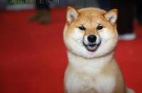 短毛的小型或中型犬有哪些？ 短毛狗中型犬