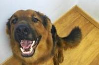 最凶猛的牧羊犬十大排行？ 牧羊犬大全唯美