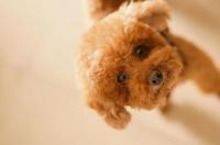 纯种泰迪犬哪里买便宜又好？ 纯种泰迪犬怎么养
