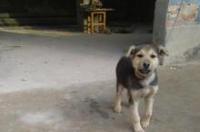 幽灵犬多少钱一只 幽灵犬价格