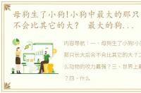 母狗生了小狗!小狗中最大的那只长大后会不会比其它的大？ 最大的狗狗排行榜