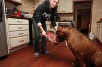 十大咬合力最强的狗，最凶猛的狗咬合力高达1360斤 斗牛犬战斗力