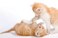 猫咪细小的症状是什么样的？ 猫细小病毒症状