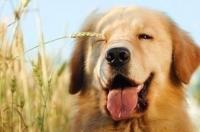 金毛犬怎么看纯不纯要详细的？ 金毛犬的基本资料