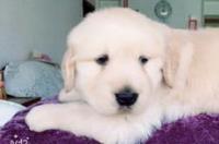 国内有哪些专业繁殖金毛的犬舍比较不错的？ 赛级金毛犬舍