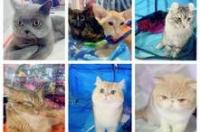 十大最贵名猫 世界名猫排行榜