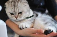 小猫踩奶太频繁了怎么解决？ 猫踩奶频繁肚子有虫