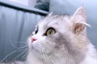 野猫的猫生是不是比家猫幸福 家猫真实