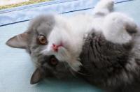 猫的寿命有多长？一般猫可以活多少年？ 猫的寿命有多长呢?能活几年呢?