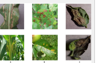 用于更準(zhǔn)確植物病害診斷的新機(jī)器學(xué)習(xí)框架