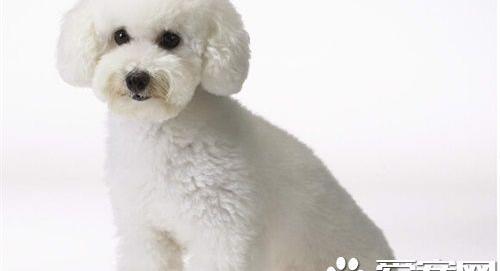 白色泰迪犬和比熊的区别 最大的区别在于毛发