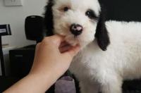 什么大型犬不拆家不掉毛？ 大型犬不掉毛的有哪些