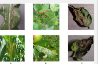 用于更准确植物病害诊断的新机器学习框架