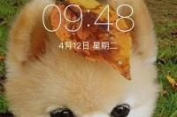 宠物狗什么品种好养好玩？ 宠物狗哪个品种好