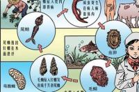 血虫病的症状 血吸虫病多久才有症状