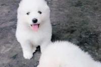 纯种萨摩耶有什么特征~？ 纯种萨摩耶幼犬