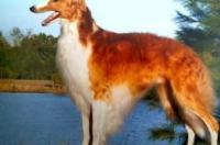 苏俄猎狼犬多少钱？ 苏俄猎狼犬速度怎么样