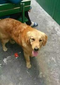 金毛幼犬大概是多少钱啊？ 狗市金毛幼犬多少钱