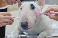 俄罗斯什么猎犬最好？ 俄罗斯猎狼犬厉害么