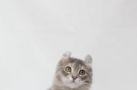 有没有养猫的朋友养过美国卷耳猫啊，不知道这个品种的猫性格怎么样，亲不亲人？还请多多指教？ 美国卷耳短毛猫