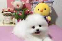 俊介犬缺点和特点？ 博美俊介优缺点
