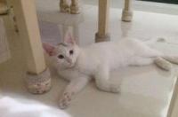 土耳其有什么特色？ 安哥拉猫是哪个国家的猫