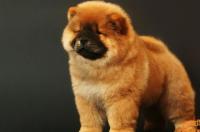 安徽本地土狗品种 本土松狮犬