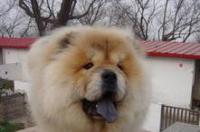 一只松狮的市场价是多少？ 松狮犬价格多少