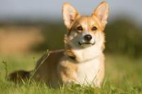 柯基的智商排名？ 柯基犬的智商排名在第几位