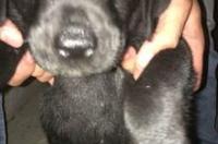 格力犬怎么挑选 格力犬怎么看纯不纯