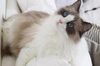 土耳其安哥拉猫好养吗，该猫非常爱干净？ 土耳其安哥拉猫长什么样