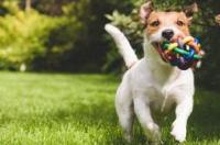 十大最听话的狗排名小型犬 草狗大全小型犬