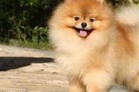 狐狸狗是什么品种？ 小型狐狸狗是什么品种