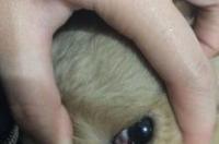 狗有眼屎是怎么回事？ 狗狗眼角有眼屎怎么回事