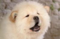 什么狗狗舌头是蓝色的? 松狮犬的舌头